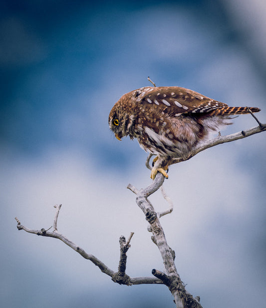 Torres del Paine. El mejor destino para observar fauna en invierno.