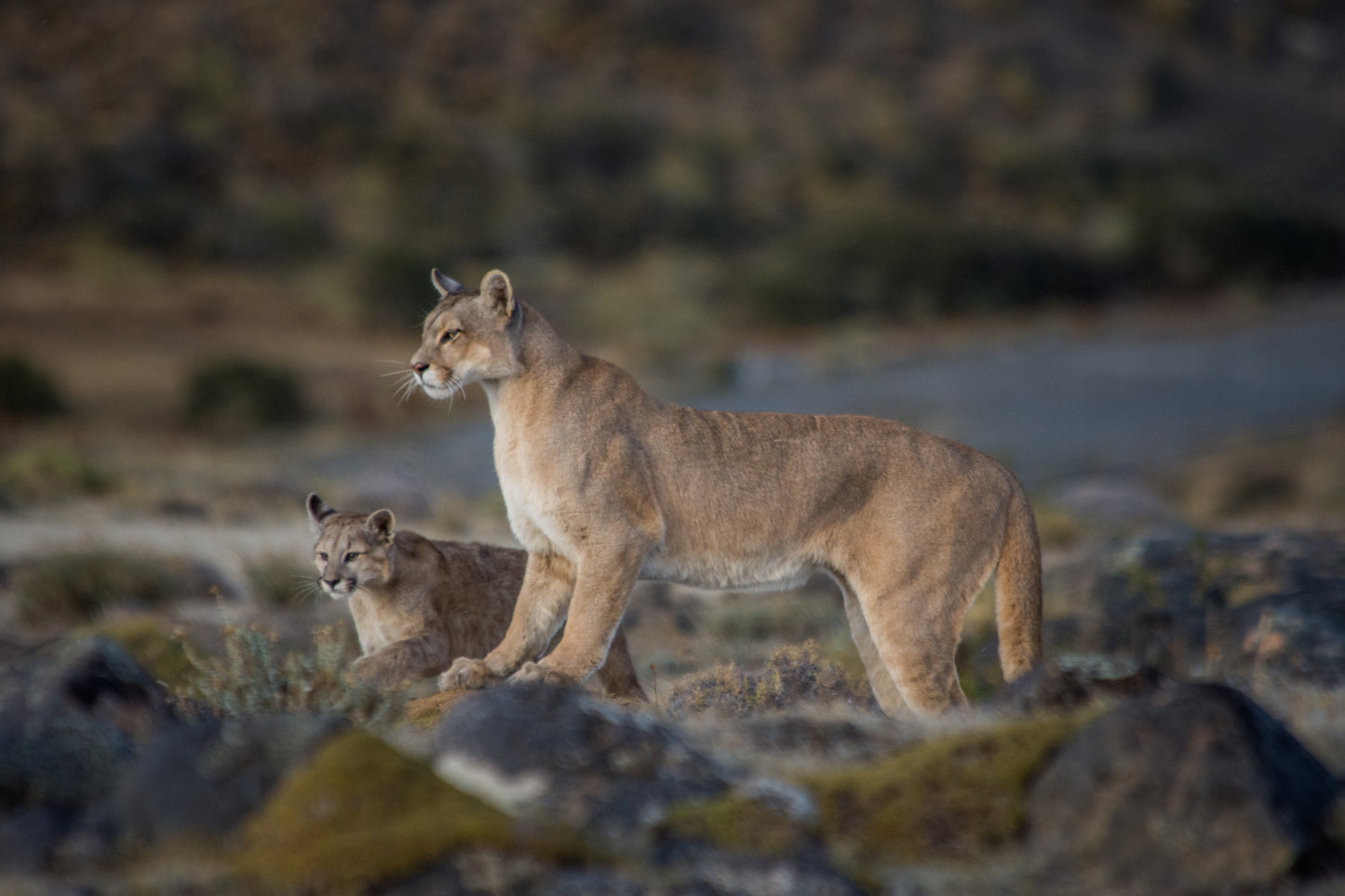 Fotografía y Observación de Fauna