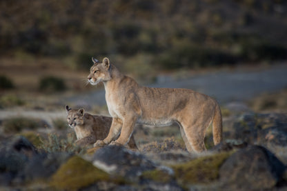 Photographie et observation de la faune