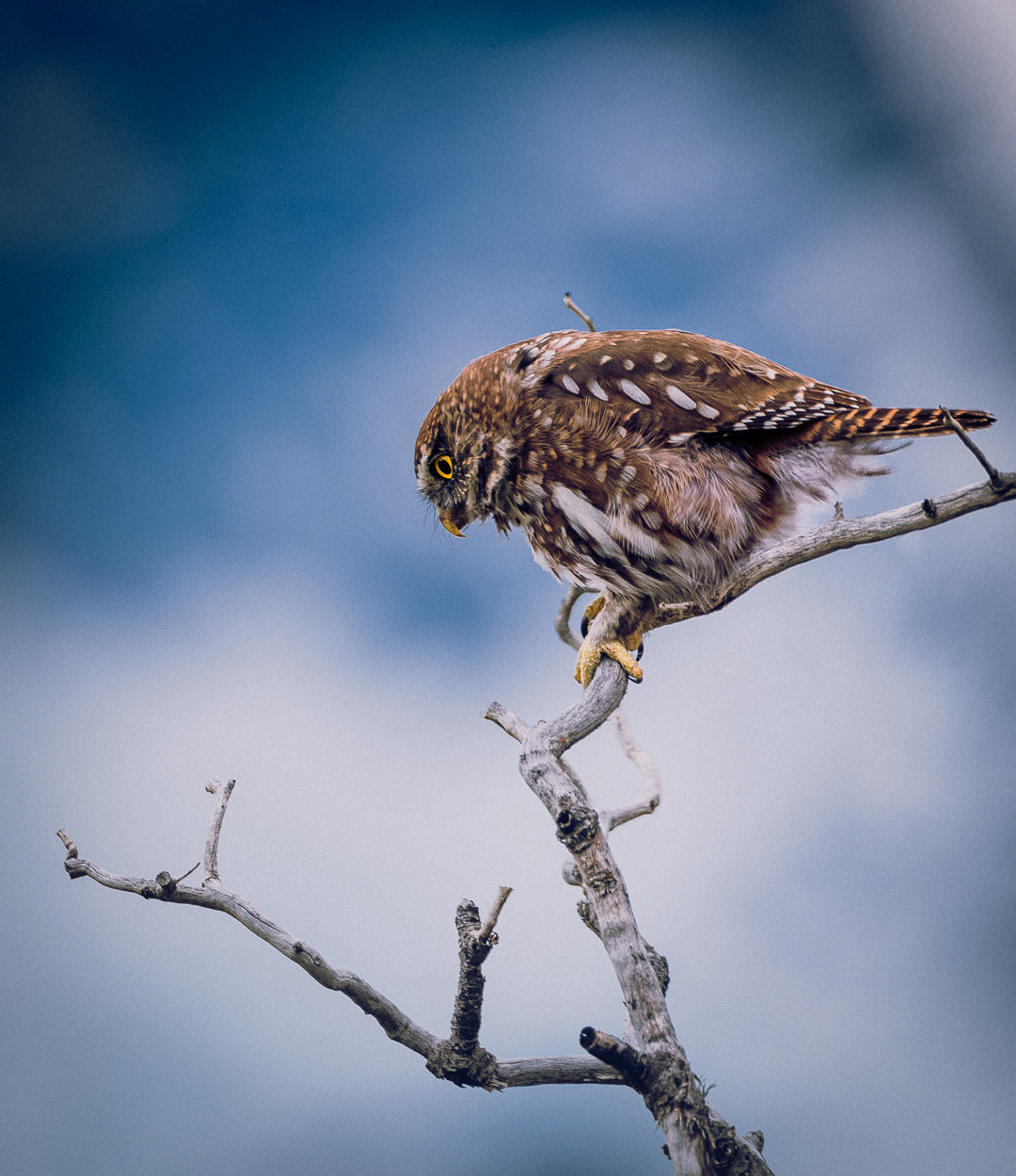 Photosafari en Parque Nacional Torres del Paine