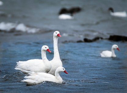 Photographie et observation de la faune