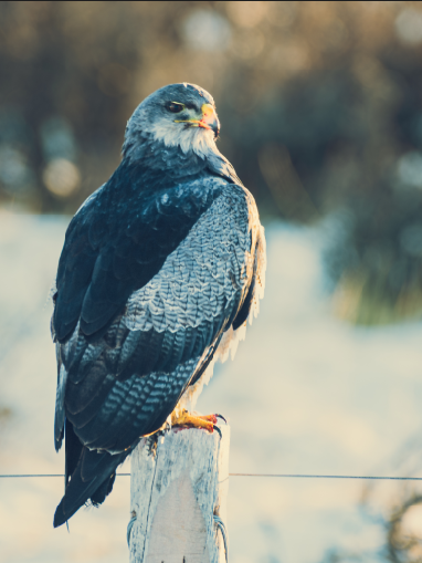 Photographie et observation de la faune
