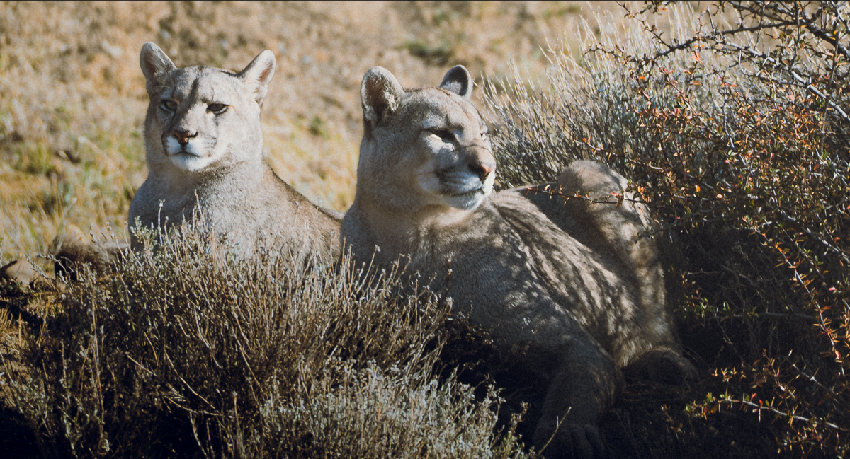 Fotografía y Observación de Fauna
