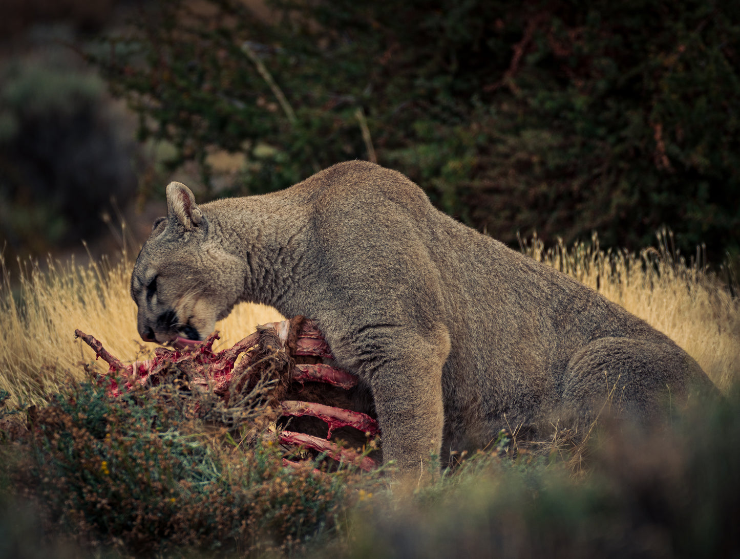 Wildlife Foto Tour