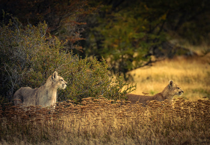 Photographie et observation de la faune
